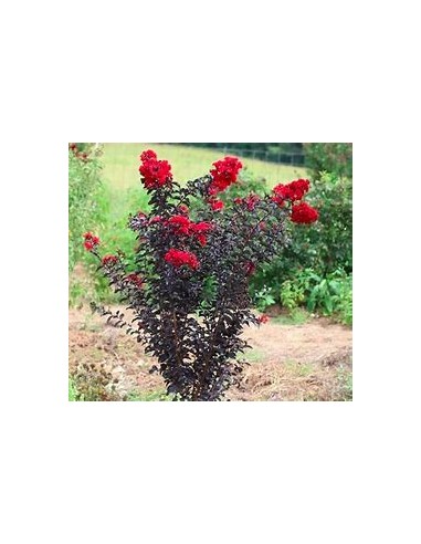 3 Pack Black diamond - / Lagerstroemia indica - 3 diferent colors