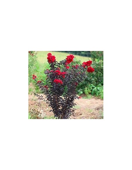 3 Pack Black diamond - / Lagerstroemia indica - 3 diferent colors