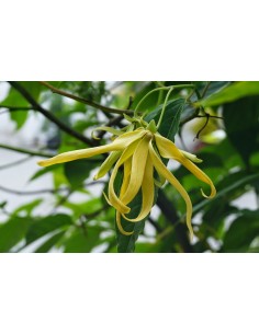 1 Ylang ylang (Cananga odorata) Ylan ylan Flores fragantes y llamativas. Annonaceae