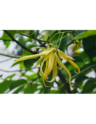 1 Ylang ylang (Cananga odorata) Ylan ylan Flores fragantes y llamativas. Annonaceae