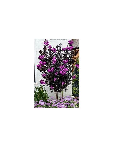 3 Pack Black diamond - / Lagerstroemia indica -...