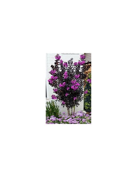 3 Pack Black diamond - / Lagerstroemia indica - 3 diferent colors