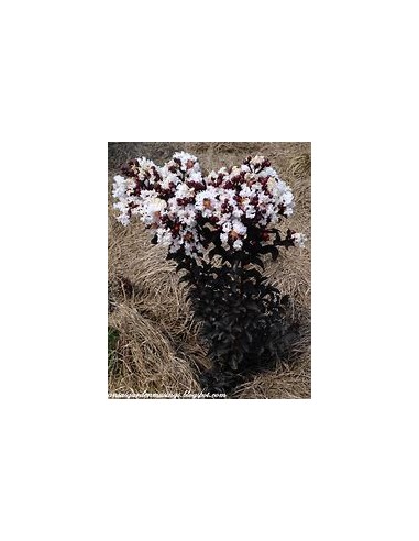 3 Pack Black diamond - / Lagerstroemia indica -...