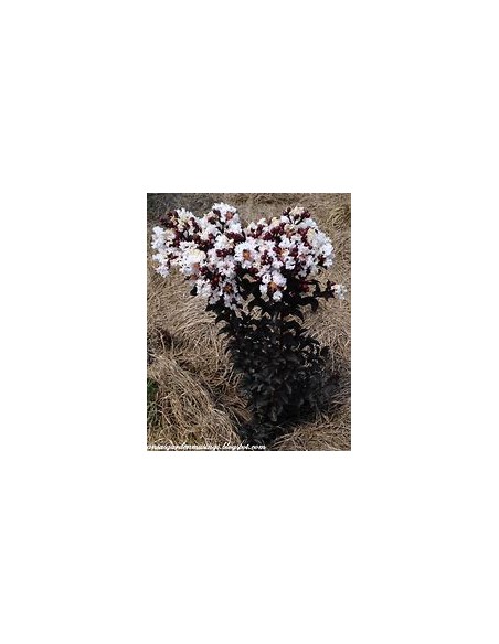 3 Pack Black diamond - / Lagerstroemia indica - 3 diferent colors