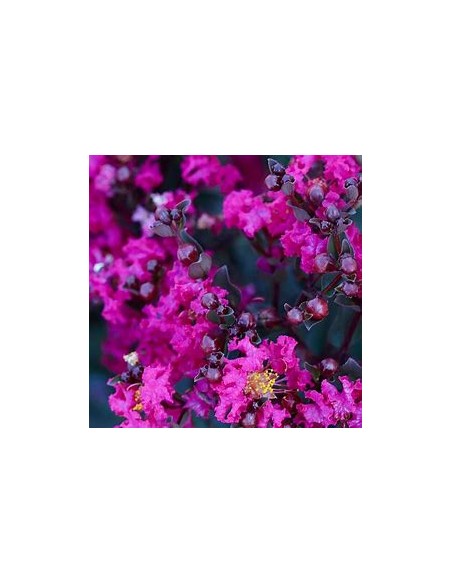 Arbol de Hoja negra - Black diamond ''Lagestroemia indica-1 Arbolito en Venta en Mexico - Vivero por internet