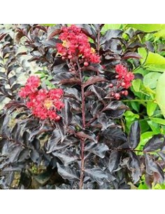 Arbol de Hoja negra - Black... 2