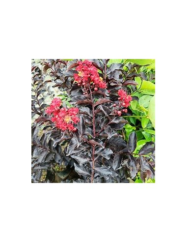 Arbol de Hoja negra - Black diamond...