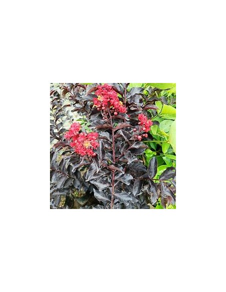 Arbol de Hoja negra - Black diamond ''Lagestroemia indica-1 Arbolito en Venta en Mexico - Vivero por internet