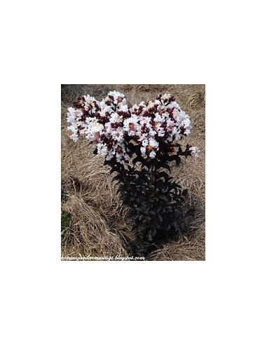 Arbol de Hoja negra - Black diamond...