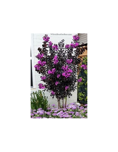 Black leaf tree - Black diamond ''Lagestroemia...