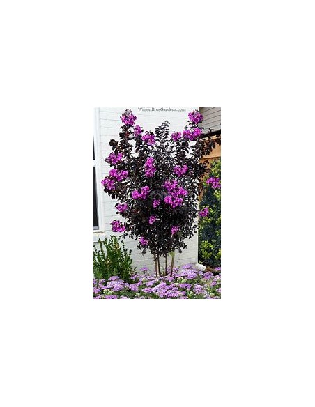 Arbol de Hoja negra - Black diamond ''Lagestroemia indica-1 Arbolito en Venta en Mexico - Vivero por internet