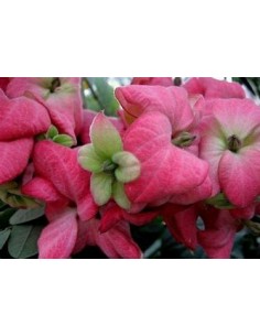 mussaenda erythrophylla...