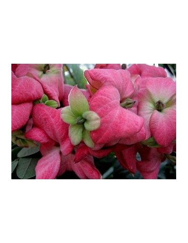 mussaenda erythrophylla rosa fuerte doble petalo-1 Planta en Venta en Mexico - Vivero por internet