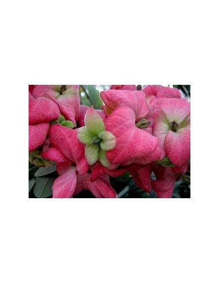 mussaenda erythrophylla rosa fuerte double petalo-1 Plant for Sale in Mexico - Online Nursery