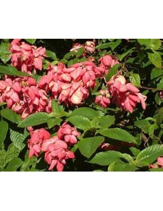 mussaenda erythrophylla... 2