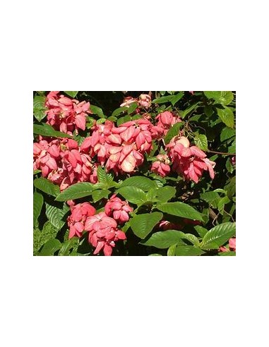 mussaenda erythrophylla rosa fuerte double...