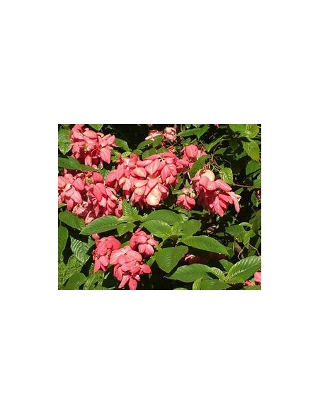 mussaenda erythrophylla rosa fuerte double petalo-1 Plant for Sale in Mexico - Online Nursery