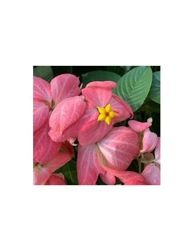 mussaenda erythrophylla rosa fuerte double...