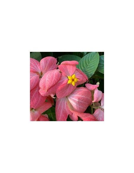 mussaenda erythrophylla rosa fuerte double petalo-1 Plant for Sale in Mexico - Online Nursery