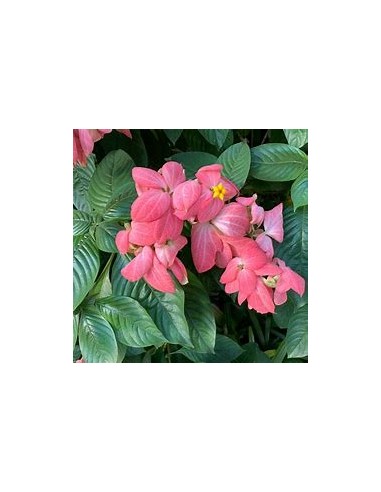 mussaenda erythrophylla rosa fuerte double...