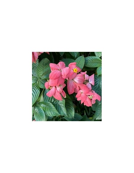 mussaenda erythrophylla rosa fuerte double petalo-1 Plant for Sale in Mexico - Online Nursery
