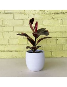 ficus elastica bonsai...