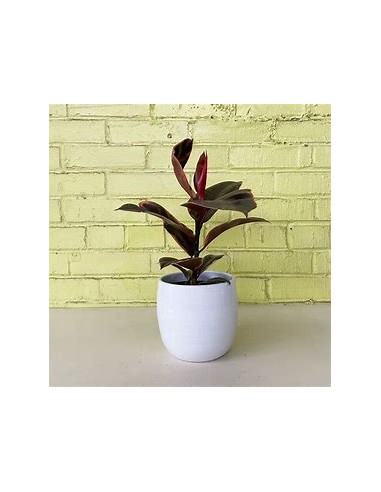ficus elastica bonsai ruby-1 Arbolito...