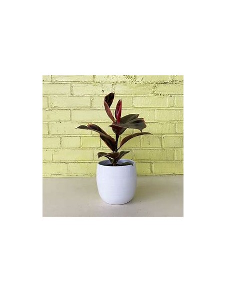 ficus elastica bonsai ruby-1 Tree for Sale in Mexico - Online Nursery