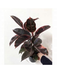 ficus elastica bonsai... 2