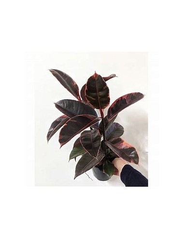 ficus elastica bonsai ruby-1 Tree for Sale in...
