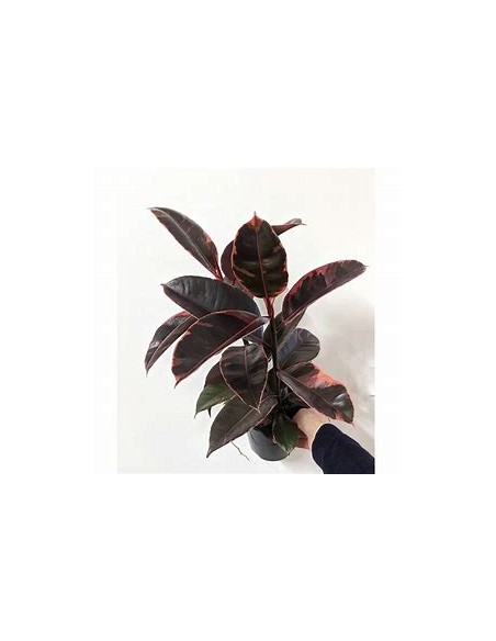 ficus elastica bonsai ruby-1 Tree for Sale in Mexico - Online Nursery