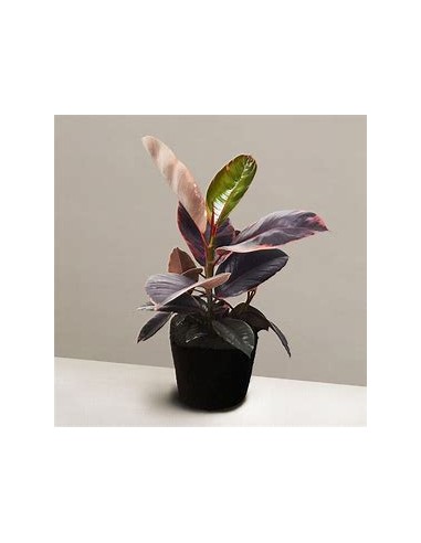 ficus elastica bonsai ruby-1 Arbolito en Venta...