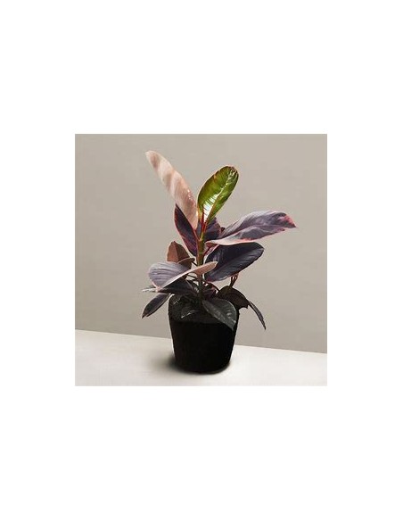 ficus elastica bonsai ruby-1 Tree for Sale in Mexico - Online Nursery