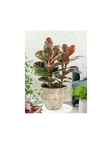 ficus elastica bonsai ruby-1 Arbolito en Venta...