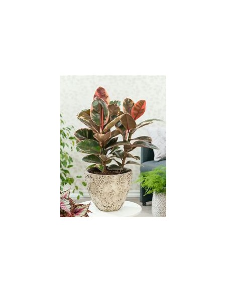 ficus elastica bonsai ruby-1 Tree for Sale in Mexico - Online Nursery