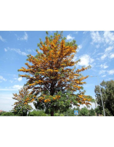 Arbol del fuego australiano (Grevillea...