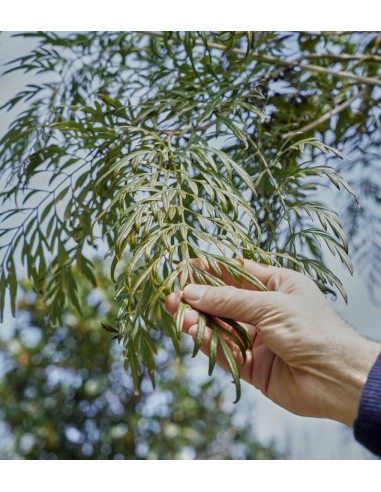 Grevillea robusta (Grevillea robusta)-1...