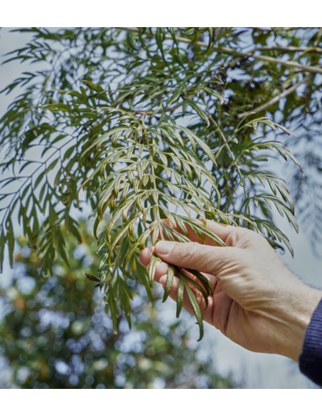 Grevillea robusta (Grevillea robusta)-1 Arbolito for Sale in Mexico - Online Nursery