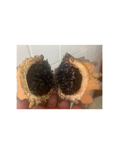 PAPACHI (RANDIA ECHINOCARPA)-1 Plant for Sale in Mexico - Nursery online