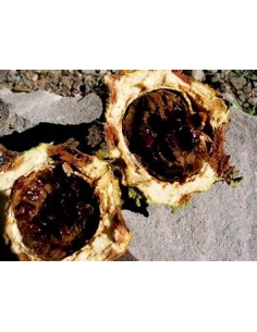 PAPACHI (RANDIA... 2