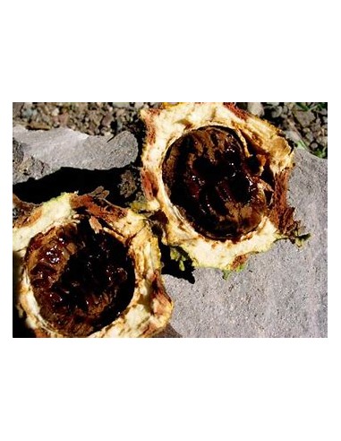PAPACHI (RANDIA ECHINOCARPA)-1 Plant for Sale...