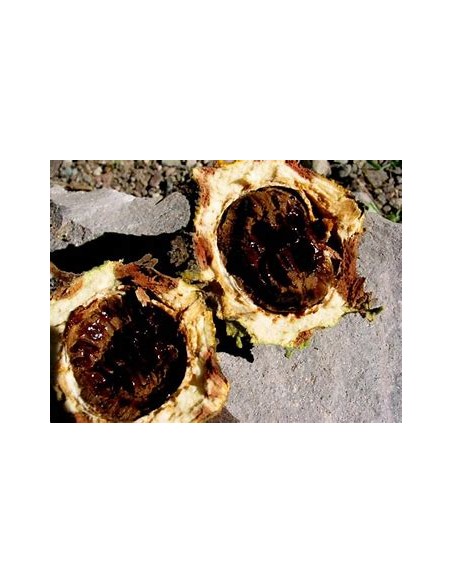 PAPACHI (RANDIA ECHINOCARPA)-1 Plant for Sale in Mexico - Nursery online