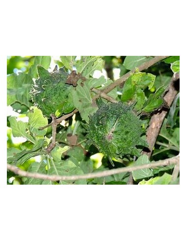 PAPACHI (RANDIA ECHINOCARPA)-1 Plant for Sale...