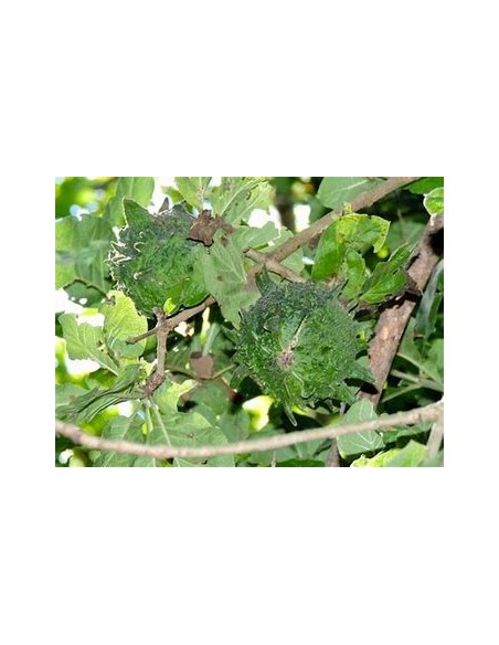 PAPACHI (RANDIA ECHINOCARPA)-1 Plant for Sale in Mexico - Nursery online