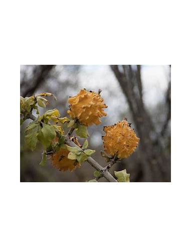 PAPACHI (RANDIA ECHINOCARPA)-1 Plant for Sale...