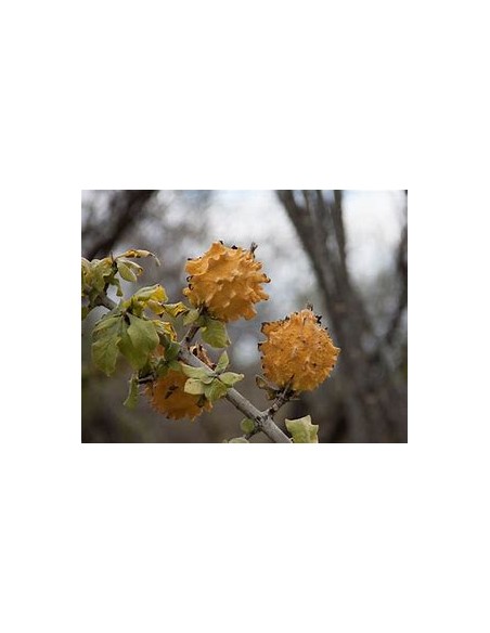 PAPACHI (RANDIA ECHINOCARPA)-1 Plant for Sale in Mexico - Nursery online