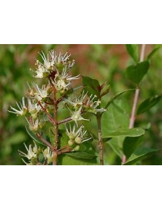 HENNA REAL - (LAWSONIA...