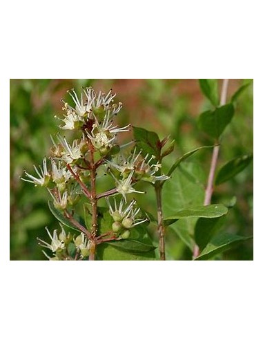 HENNA REAL - (LAWSONIA INERMIS)-1 Plant for Sale in Mexico - Nursery online