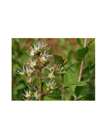 HENNA REAL - (LAWSONIA INERMIS)-1 Planta en Venta en Mexico - Vivero por internet