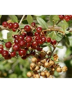 HENNA REAL - (LAWSONIA... 2